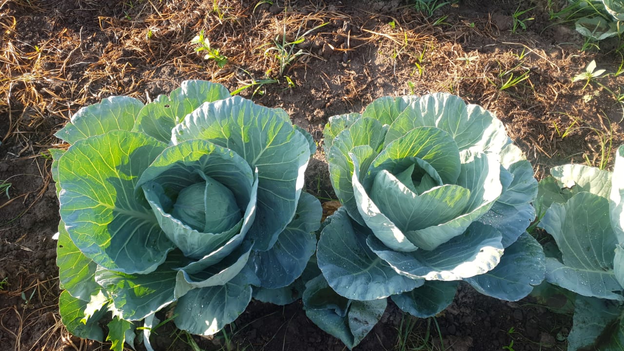 WhatsApp Image 2021-02-14 at 07.11.51